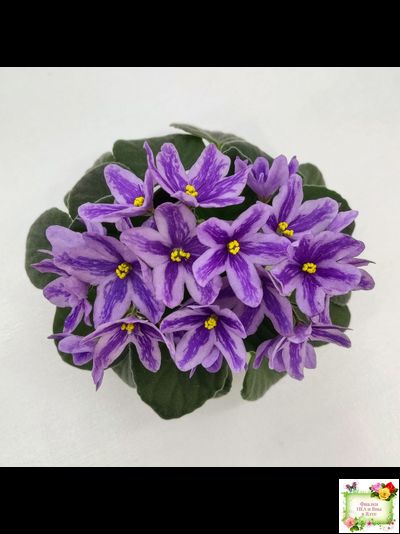DS-Лавандовая Сказка (Dimetris) химера (пасынок сорт укоренённый)