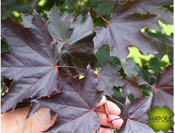 Клен остролистный "Фаассен'с Блек" (саженец 1,8 м)