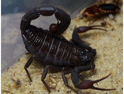 Скорпион Hottentotta gentili