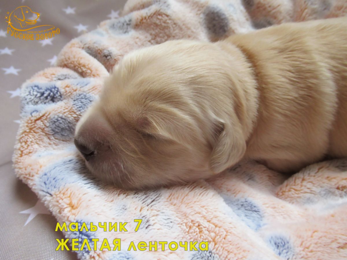 РЗ Шаран Бард, мальчик желтая ленточка, 5 дней