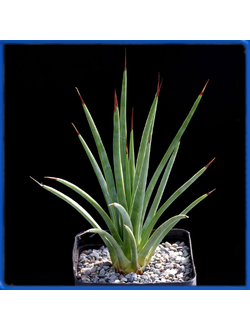 Agave striata v. falcata, Sierra Paila