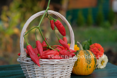 Перец сладкий Baccatum Pepper CAP 455 (Баккатум Кап 455), 10 шт