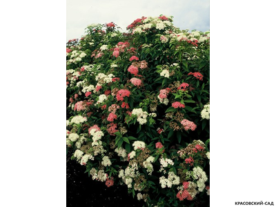 Спирея японская Генпей