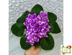 МТ-Свет Кометы (М. Тотиева) 2022 г.