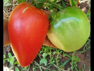 Томат Остроконечное сердце Марека (Marek's Pointy Heart) США