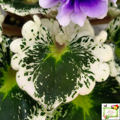 Р-Дурман (В. Зуб) 2020 г. (лист с детками укоренённый)