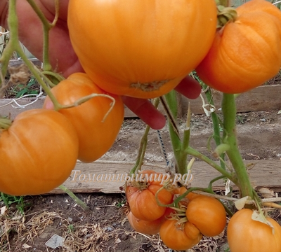 Томат Регби оранжевый (Rugby orange, США)