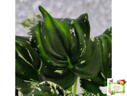 LV-Зюзя (Л. Шевелева) 2025 г. трейлер (клакамас пестролистный)