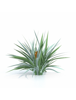 тропические Астелия чатамская Astelia chathamica 01