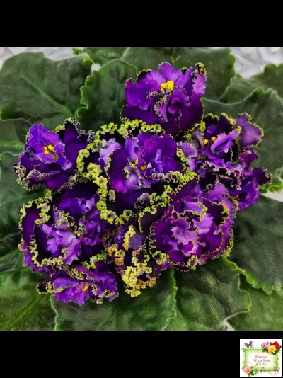 АВ-Гром и Молнии (Фиалковод) 2019 г.