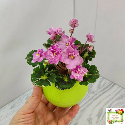 Snuggles Little Girl (S. Sorano) (пестролистный гёрл)