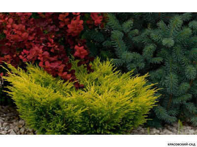 Можжевельник горизонтальный Лаймглоу - Lime Glow