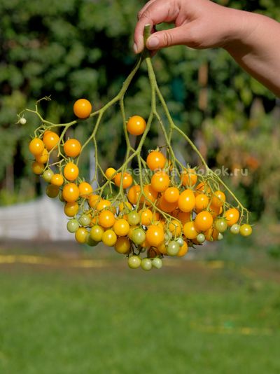 Томат Ildi (Ильди), 10 шт