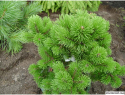 Сосна горная Петерле - Peterle