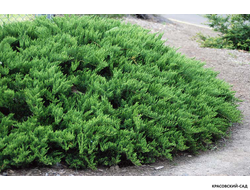 Можжевельник казацкий Тамарисцифолиа - Tamariscifolia