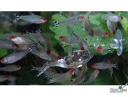 SwetAqua Leaf Feeding S - Кормушка для креветок листик, акриловая