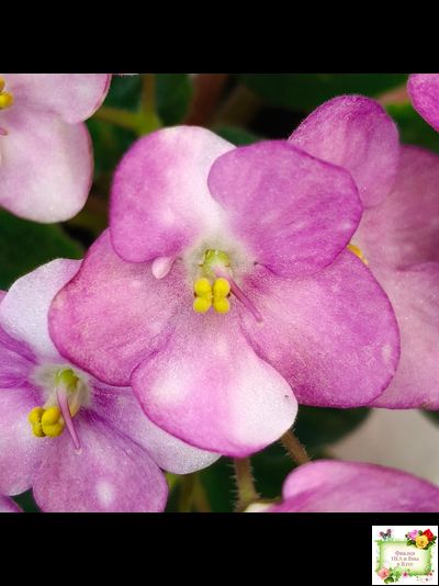 Heinz's Bubbles (H.Dornbusch) (детка)