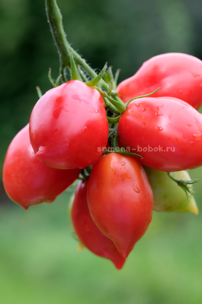 Томат Новинка Приднестровья, 10 шт