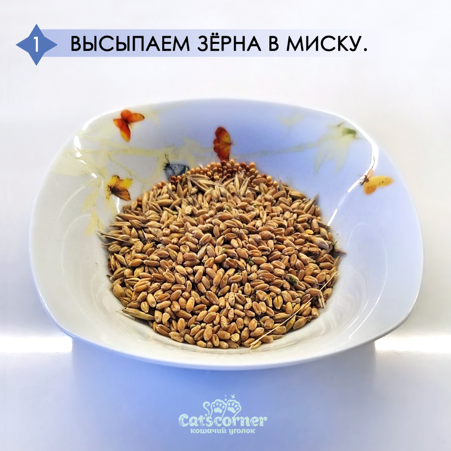 Трава для кошки дома, инструкция по выращиванию. Шаг 1 - подготавливаем зёрна к проращиванию.
