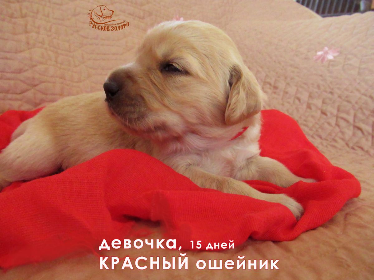 РЗ Паулина Сэнди, девочка красный ошейничек, 15 дней