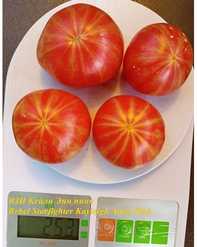 Томат Восставший Звездный Истребитель Кэйли Энн Пинк (Rebel Starfighter Kayleigh Anne Pink)