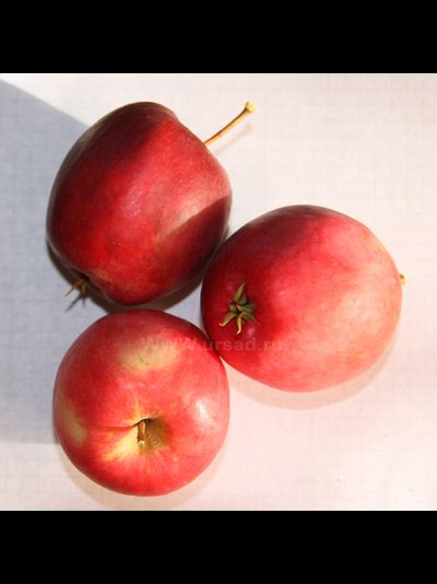 Радоница (яблоня)