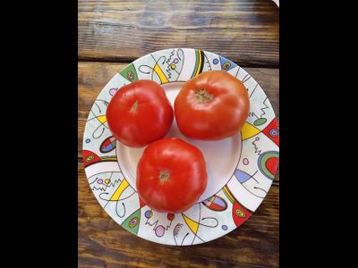 Томат Санта Лючия, (Sainte Lucie) США