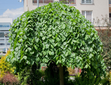Вяз шершавый Кампердоуни на штамбе/Ulmus glabra Camperdownii(Pa160-180/10-12л)