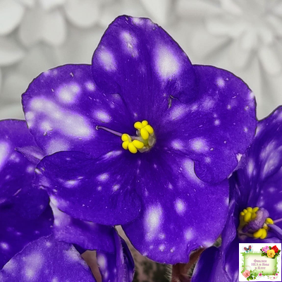 Rivermist Heavenly (J. Baker) (10985) NEW 05/21/2018