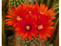 Семена КАКТУСОВ оптом (CACTUS seeds wholesale)