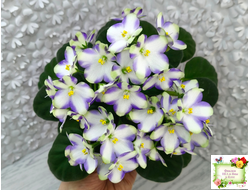 Марина Цветаева (А.Басенина) 2017 г. химера (пасынок сорт укоренённый)