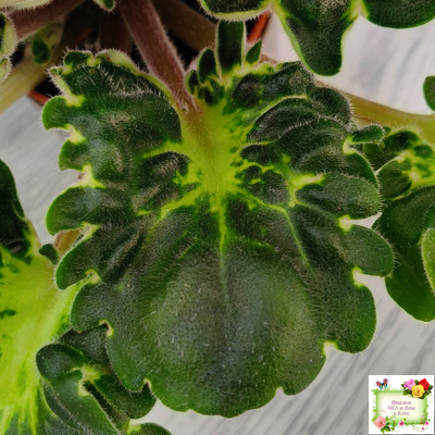 ЛФ-Лилия (Л. Федосеева) 2019 г.