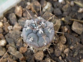 Gymnocalycium bruchii v. niveum VG 536