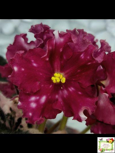 Rivermist Zeeva (J. Baker) (лист с детками укоренённый)