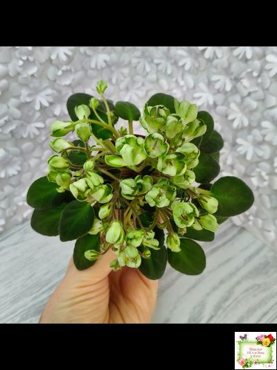 ML-Крыжовник (Miniviolets Lux) 2024 г. (детка)