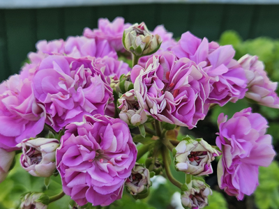 Пеларгония Парцифаль