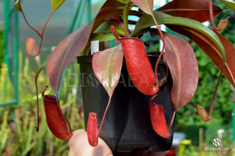 Nepenthes Bloody Mary, непентес Кровавая Мери, насекомоядное хищное ...