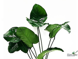 Анубиас бартери