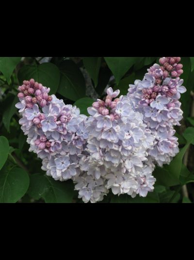 Христофор Колумб