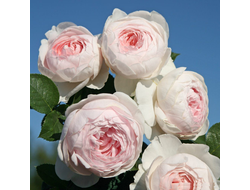 Герцогиня Кристиана