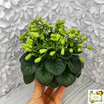 Emerald Bell (О.Барышева) 2016