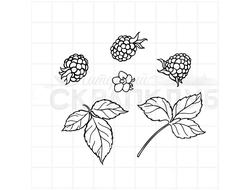 Штамп листья и ягоды ежевики