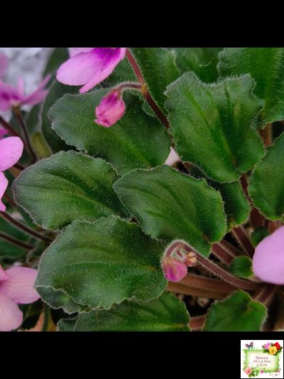 LV-Звезда в Ночи (Л. Шевелева) 2025 г. трейлер (клакамасный лонг)