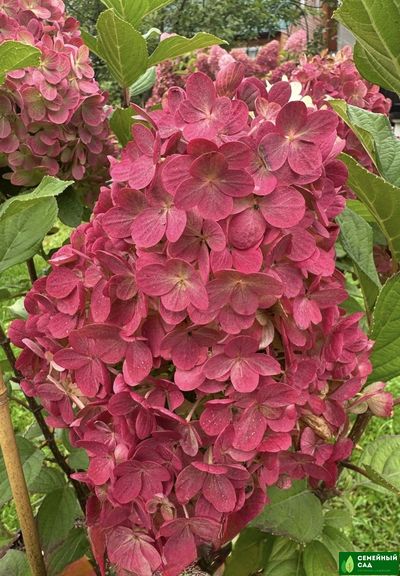 Гортензия метельчатая "Литтл Лайм Панч"