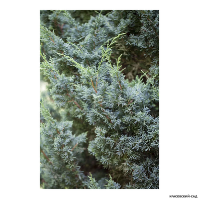 Можжевельник Блаув - фото в саду- красовский-сад.рф