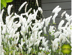 ЦИМИЦИФУГА (КЛОПОГОН) "ВАЙТ ПЕРЛ"