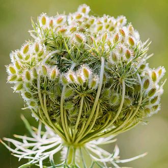 Морковь (Daucus carota), семена, дикорастущая культура (30 мл) - 100% натуральное эфирное масло