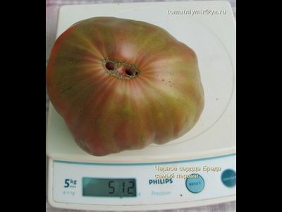 Томат Черное сердце Бреда (Brad’s Black Heart)