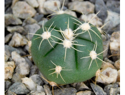 Gymnocalycium horstii v.rubrogemmatus (D=12-15мм)