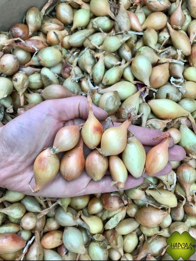 СТУРОН (голландский, стандартный, 0,5 кг)